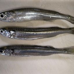 トウゴロウイワシ