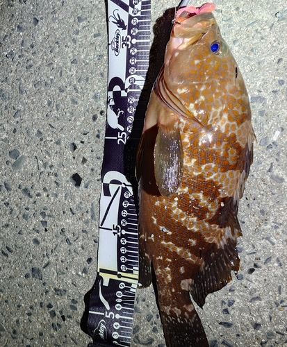 アコウの釣果
