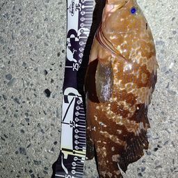 アコウ