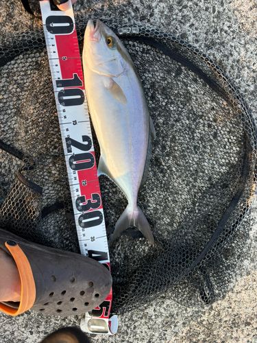 ネリゴの釣果