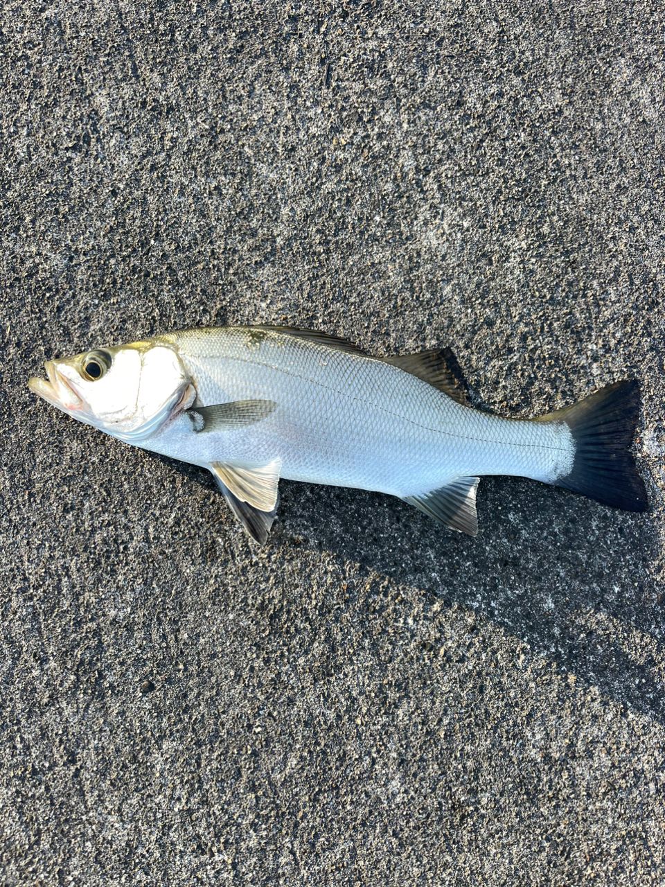 セイゴ（ヒラスズキ）