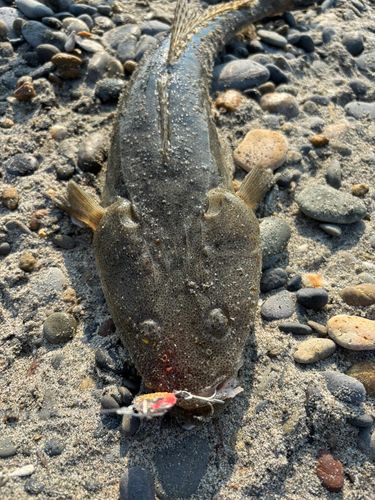 マゴチの釣果