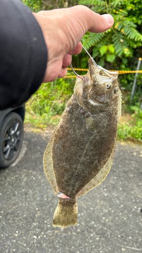 アカエイの釣果