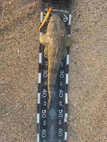 マゴチの釣果