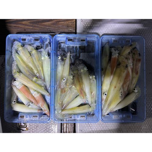 ケンサキイカの釣果