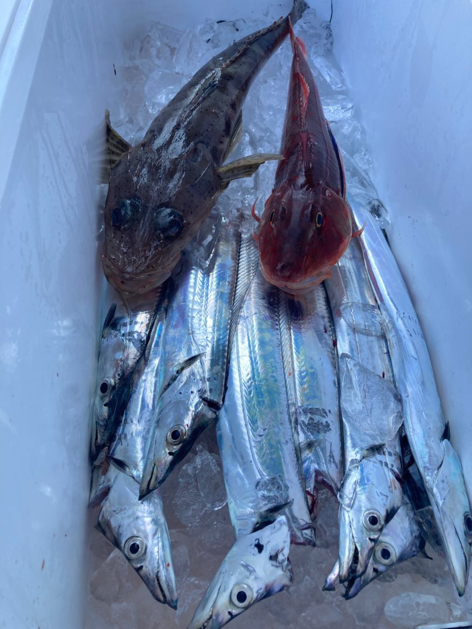 おぱんちゅパンサーさんの釣果 1枚目の画像