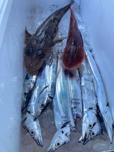 タチウオの釣果