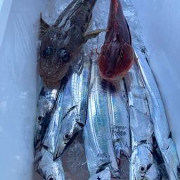 タチウオ