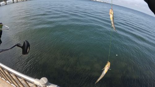 ハゼの釣果