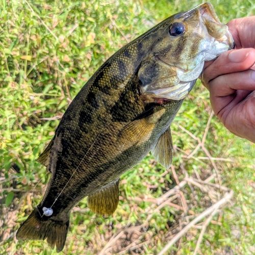 スモールマウスバスの釣果