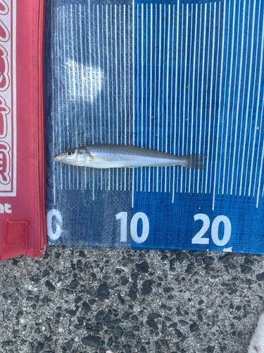 キスの釣果