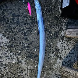 アジ