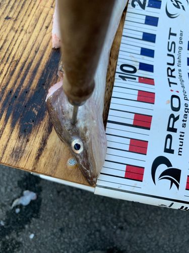 アナゴの釣果