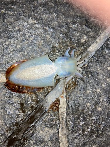 イカの釣果
