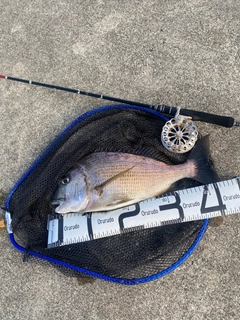 ヘダイの釣果
