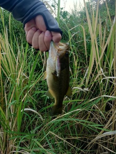 ラージマウスバスの釣果