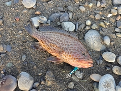オオモンハタの釣果