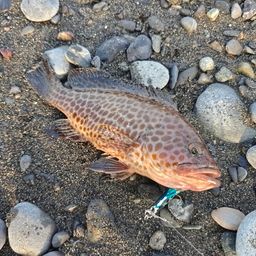 オオモンハタ