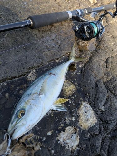 ワカシの釣果