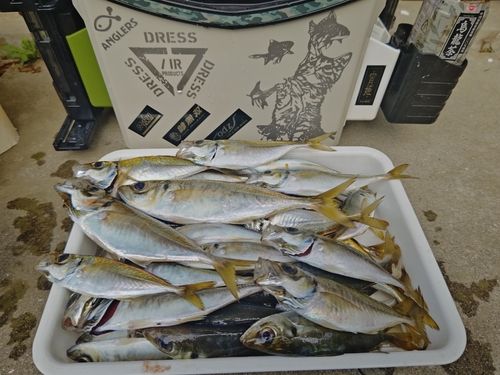 マアジの釣果