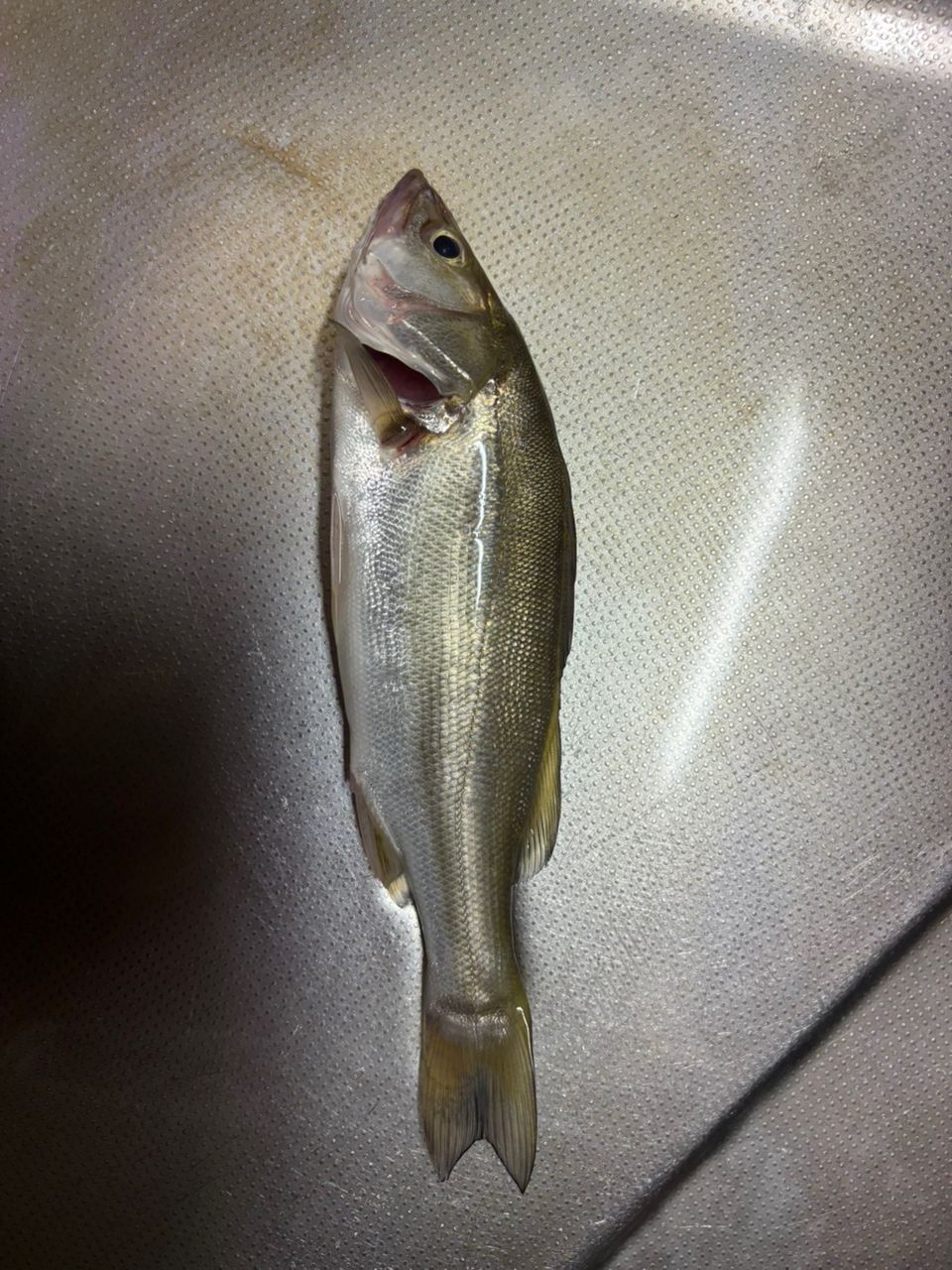 セイゴ（マルスズキ）