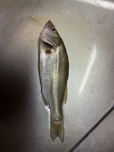 セイゴ（マルスズキ）の釣果