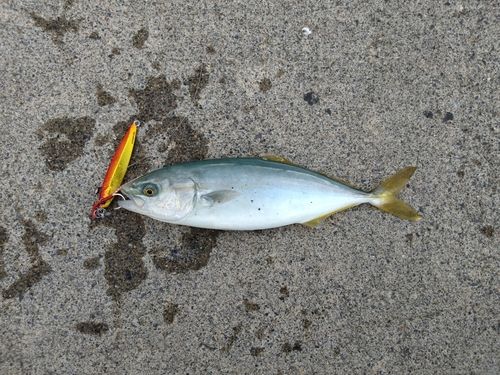 ワカシの釣果