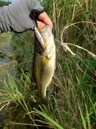 ラージマウスバスの釣果