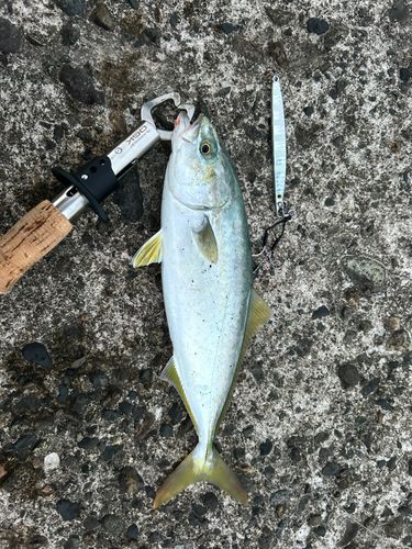 ツバスの釣果