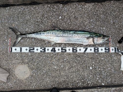 サワラの釣果
