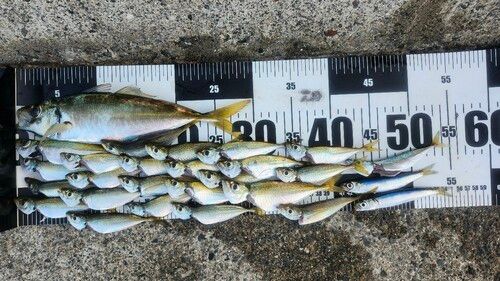 マアジの釣果