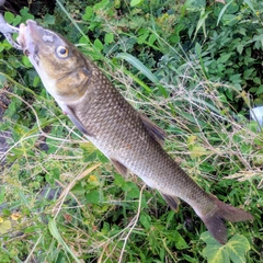ニゴイの釣果