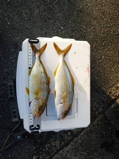 シオの釣果