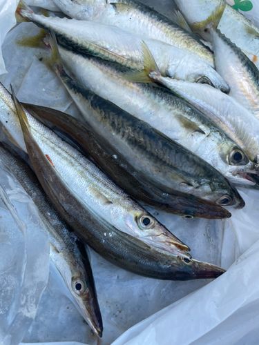 カマスの釣果