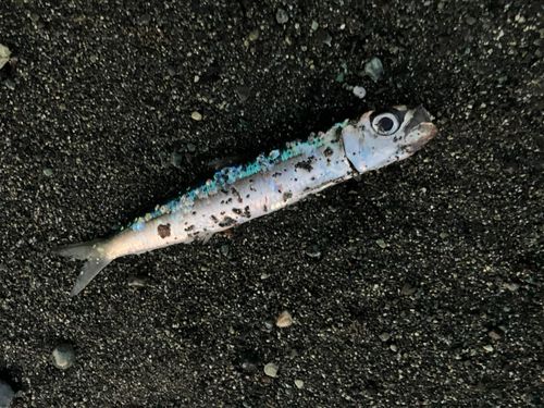 ウルメイワシの釣果