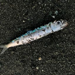 ウルメイワシ