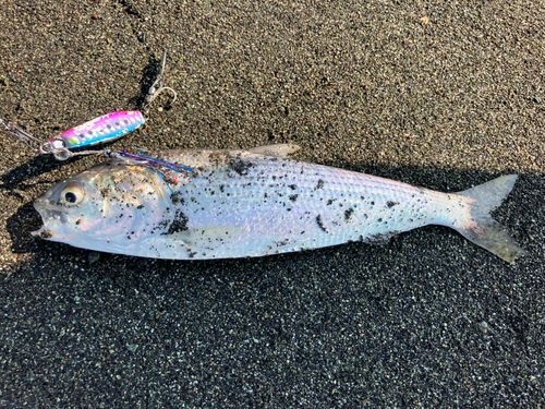 コノシロの釣果