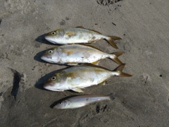 ショゴの釣果