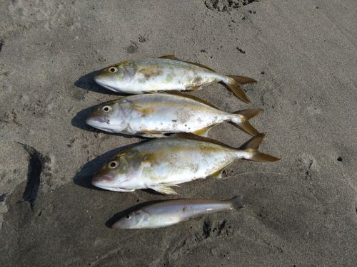 ショゴの釣果