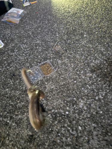 ホタテウミヘビの釣果