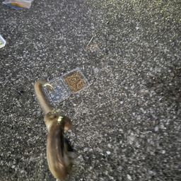 ホタテウミヘビ