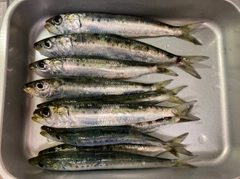 マイワシの釣果