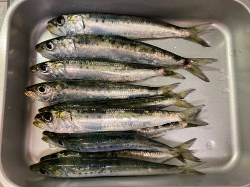 マイワシの釣果