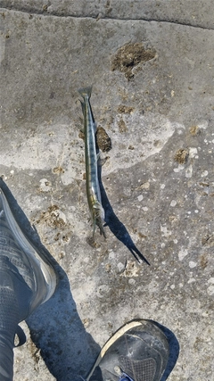 ダツの釣果