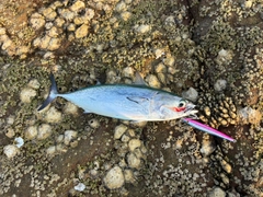 マルソウダの釣果