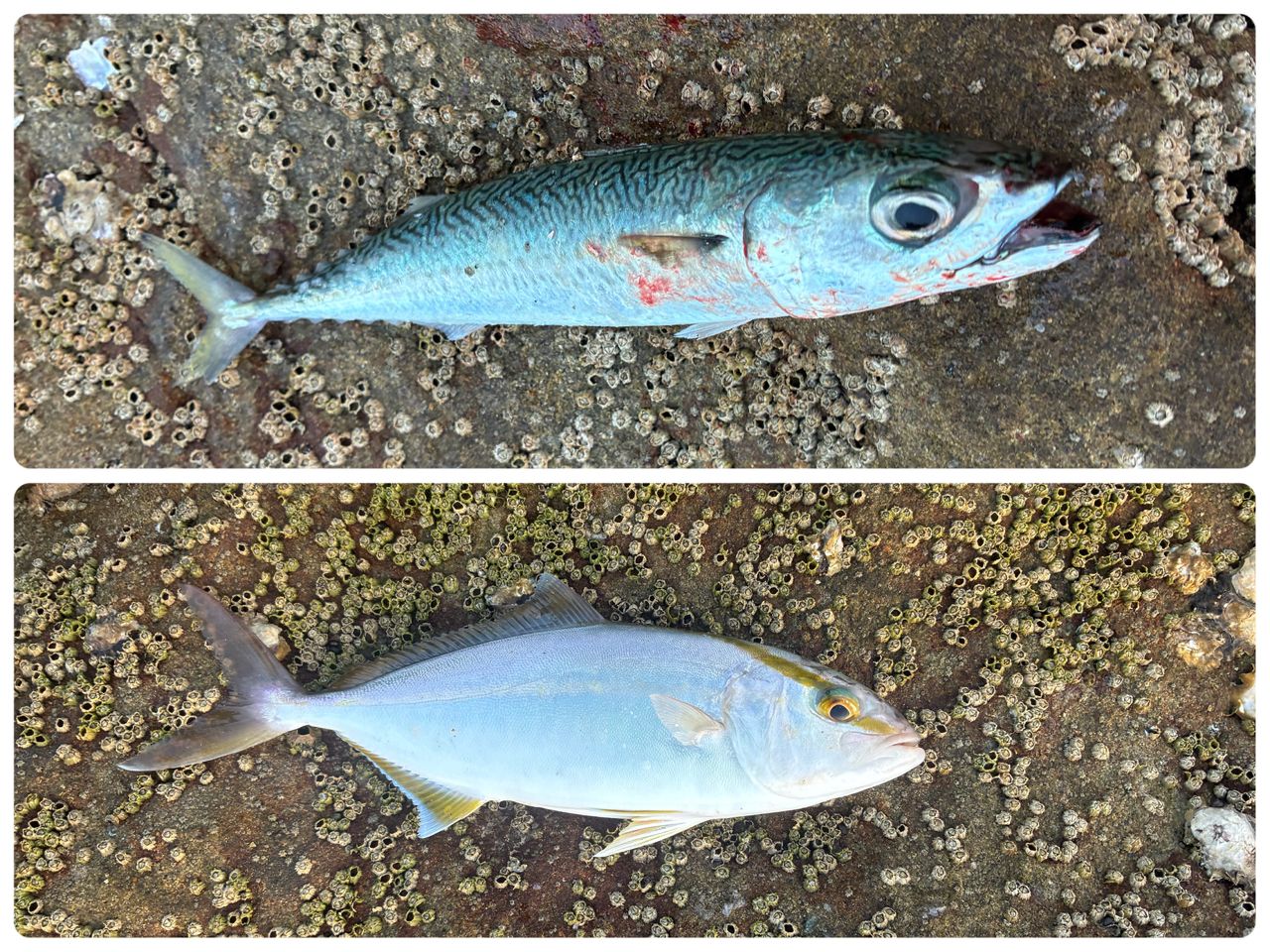マルソウダ
