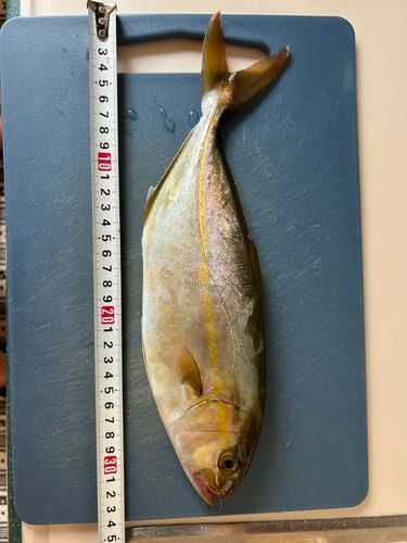 ショゴの釣果