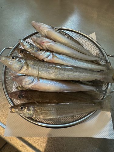 シロギスの釣果