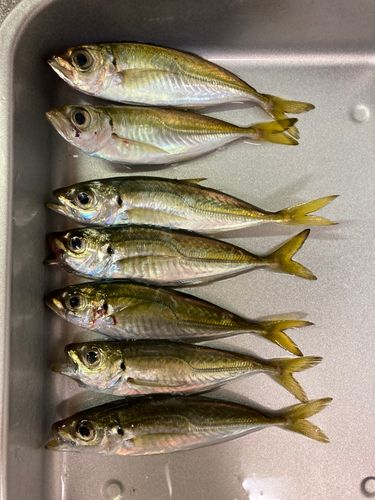 マアジの釣果