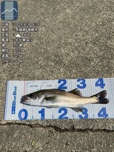 シーバスの釣果